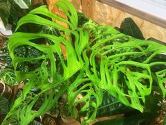 -Rabbit Cafe私房西餐甜点咖啡(栖霞路店)