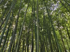 -泰山风景名胜区-普照寺
