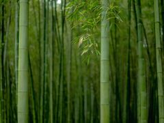-杭州植物园