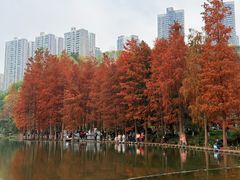 -重庆彩云湖湿地公园