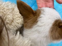 -芭比堂动物医院·CT·微创中心(新顺分院)