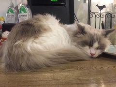 -共舞时光猫咖·狗咖(新街口店)