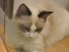 -momokira米努特·德文卷毛猫·棉花面纱犬