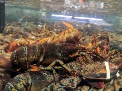 波士顿龙虾-盒马鲜生(曜一城店)