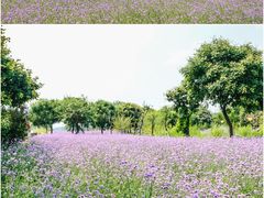 -密云玫瑰情园
