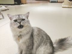 -藏猫猫咖啡主题馆(中央大道店)