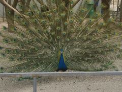 -哈密回王府景区