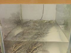 -金滏山烤肉·海鲜·火锅自助餐厅(襄阳万达店)