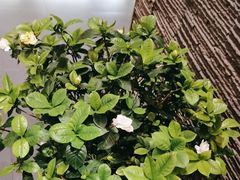 -龍二烧肉酒场(九亭店)