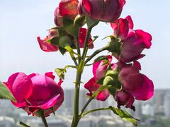 -天台牛排主题餐厅