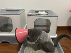 -谐和贝康宠物医院24小时·宠保定点(急重症转诊中心)