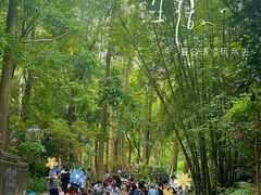 -火炉山森林公园