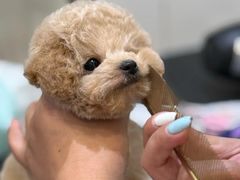 -萌宠之家·腊肠犬·马尔泰·小体犬舍