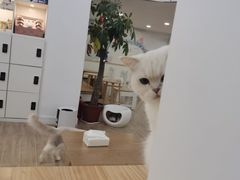 -李小姐の猫咖啡馆(五角场店)