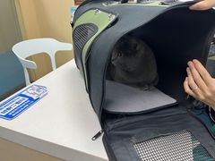 -宠颐生猫科·内科皮肤科(西平世纪城店)