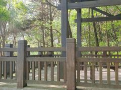 -铁山坪森林公园