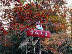 -田野绿世界