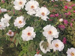 -洛阳市隋唐城遗址植物园