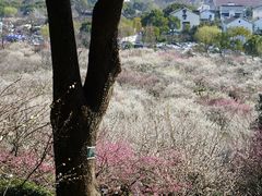 -香雪海