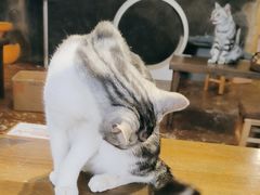 -猫猫幼稚园·撸猫·桌游·电玩