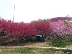 -秀丽东方