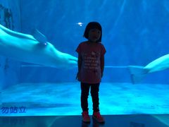 -芜湖新华联大白鲸海洋公园