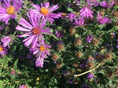 -紫海香堤香草艺术庄园