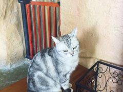 -猫猫幼稚园·撸猫·桌游·电玩