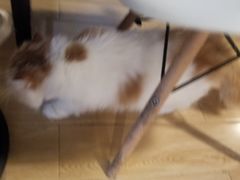 -Cappucimeow猫咪咖啡馆(韦伯时代店)