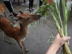 -鹿境梅花鹿生态园区