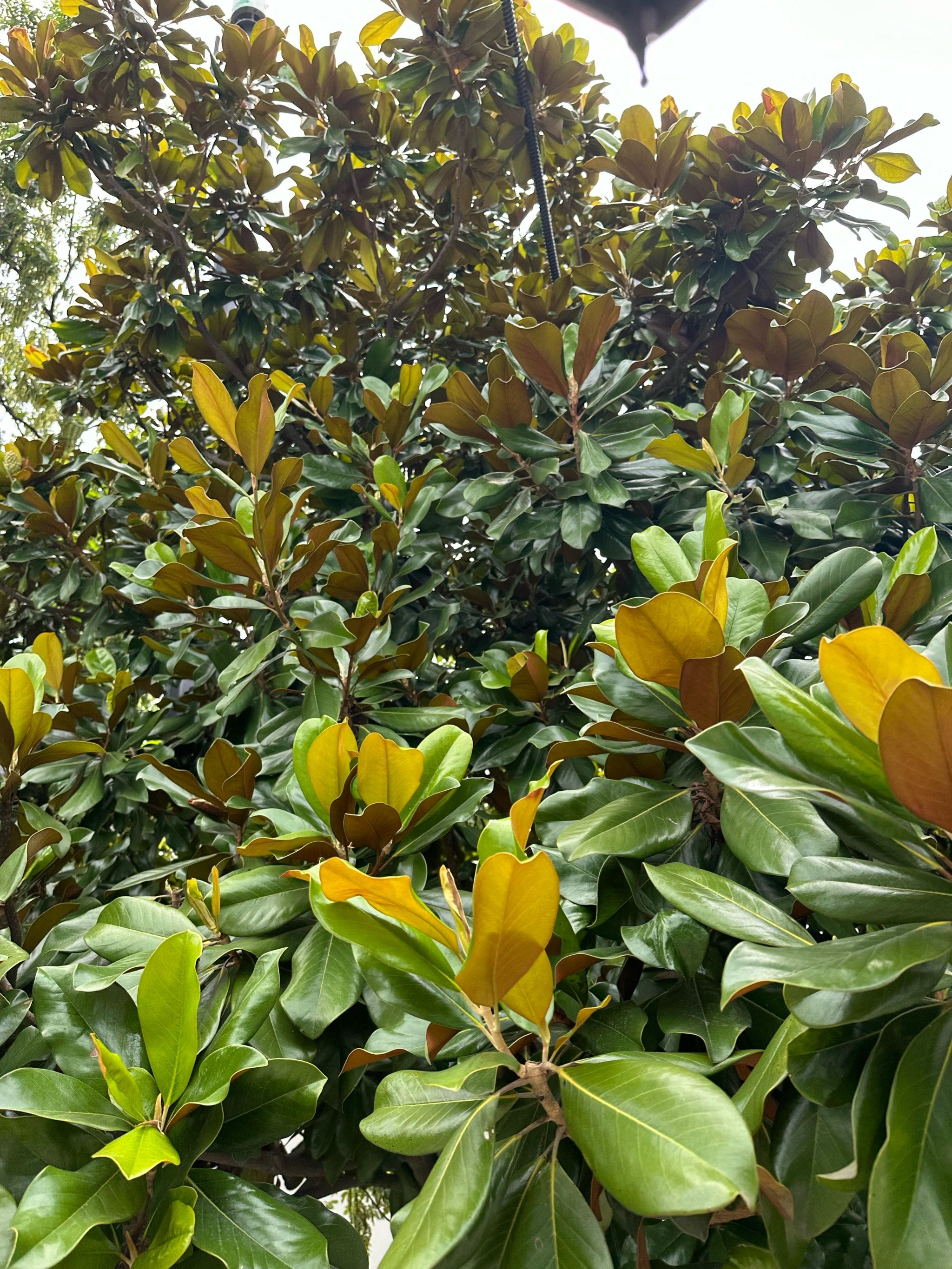 天天领红包#0元玩转这座城 周庄路过发现路边的大叶树,有人知道是