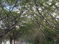 -大湾区中央湿地公园