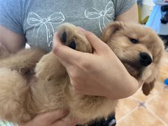 -Let's go狗咖·猫咖·奶狗·桌游(春熙路IFS店)