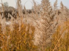 -野鸭湖国家湿地公园