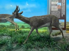 -国家自然博物馆