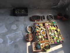 -龙大花卉苗木市场