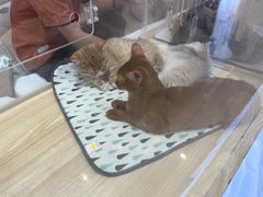 -金茂览秀城