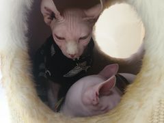 -藏猫猫咖啡主题馆(中央大道店)