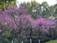 -南山植物园