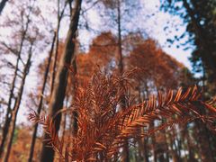 -中国科学院华南植物园