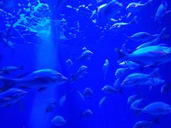 -成都浩海立方海洋公园