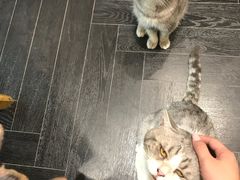 -猫色咖啡·猫咖