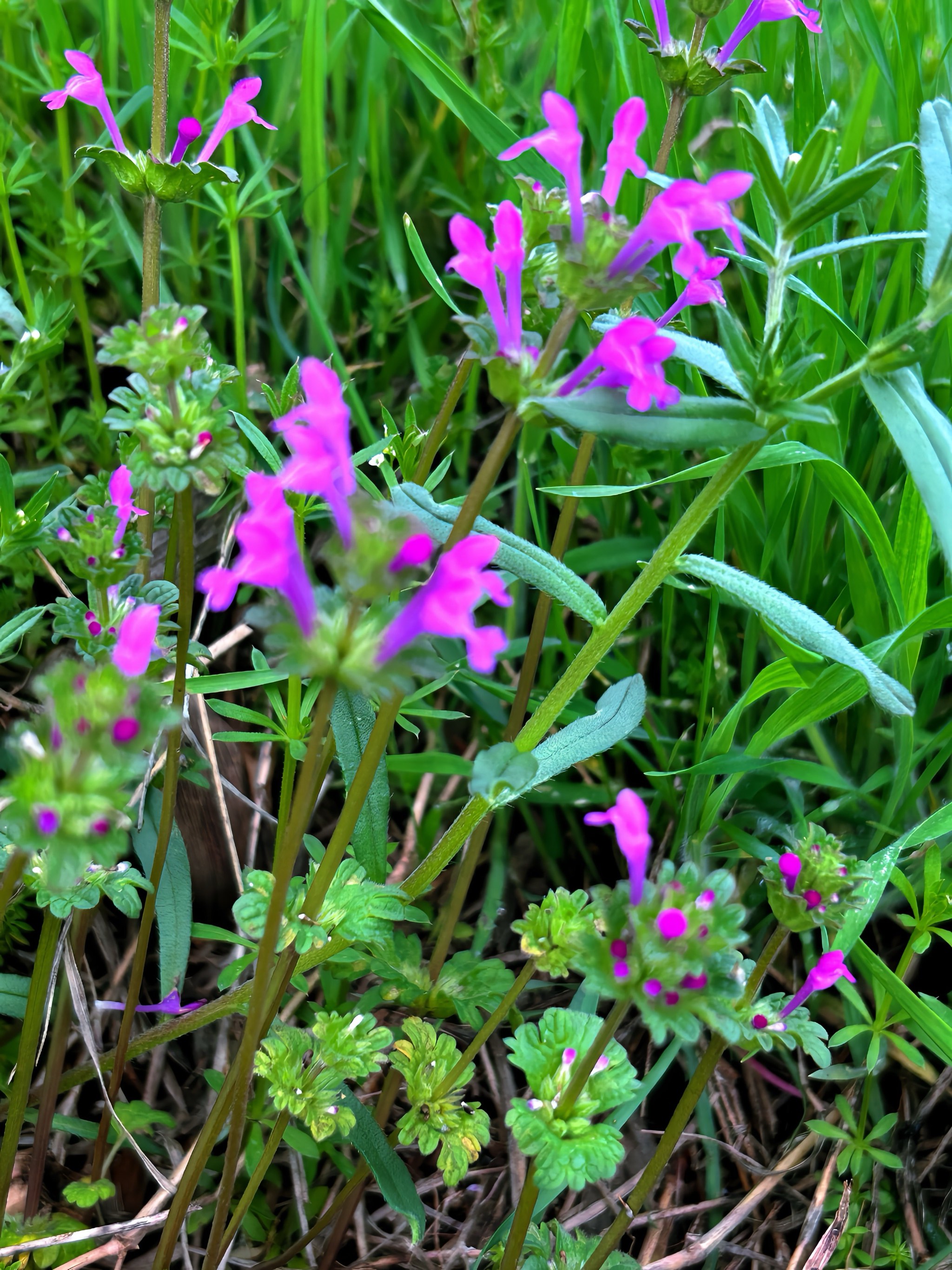 春天的野花