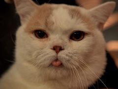 -BABIT巴比特宠物(MOMOPARK店)