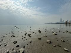 -深圳湾公园(南山区)