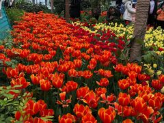 -南宫五洲植物乐园