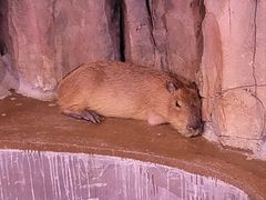 -正佳雨林生态植物园