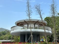 -银湖山郊野公园-相思林