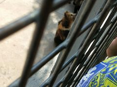 -清真老马家国华牛奶鸡蛋醪糟(正宁路店)