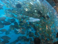 -瑞德姆美人鱼海底演艺主题餐厅(亚龙湾店)